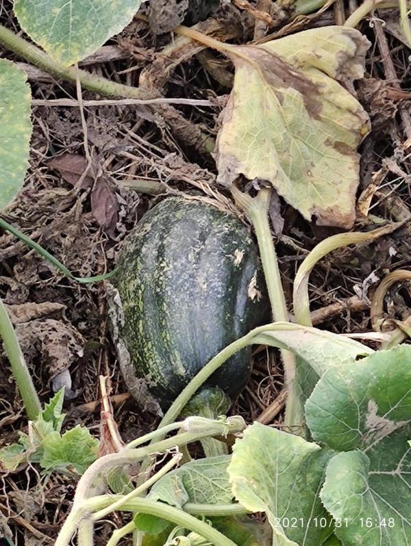 沙河古橋遺址:無人問津的年度十大考古發現 沙河古橋遺址:無人問津的年度十大考古發現