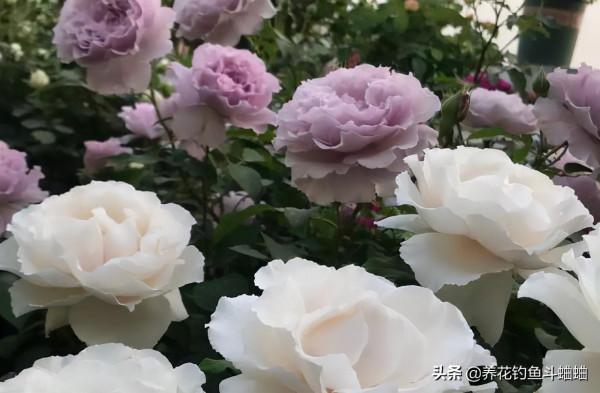 九月養月季,抓緊做好“三件事”,蹭蹭冒花苞,次月直接開滿花 九月養月季,抓緊做好“三件事”,蹭蹭冒花苞,次月直接開滿花