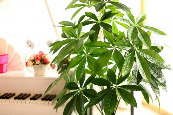 人養花,花亦養人!家居盆花20種,漂亮又實用,總有一款你喜歡 人養花,花亦養人!家居盆花20種,漂亮又實用,總有一款你喜歡