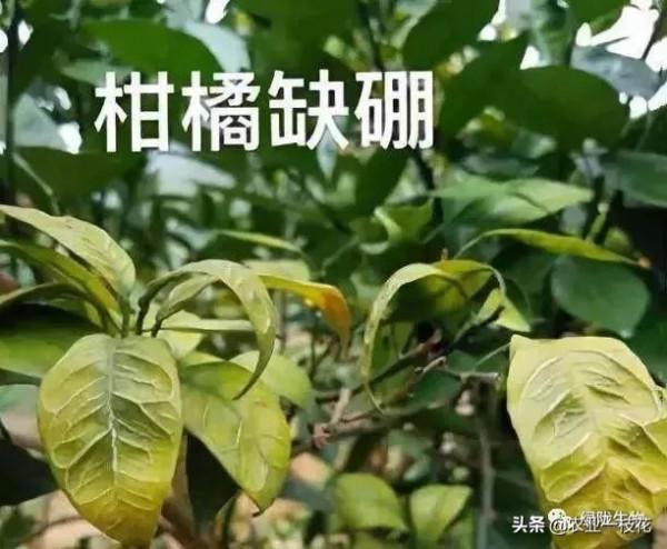 硼肥有多厲害?看看你就知道,講的很全面!(一) 硼肥有多厲害?看看你就知道,講的很全面!(一)