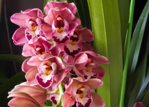 路邊的野花不要採，因為法律不允許，一位農民採了三朵被判三年