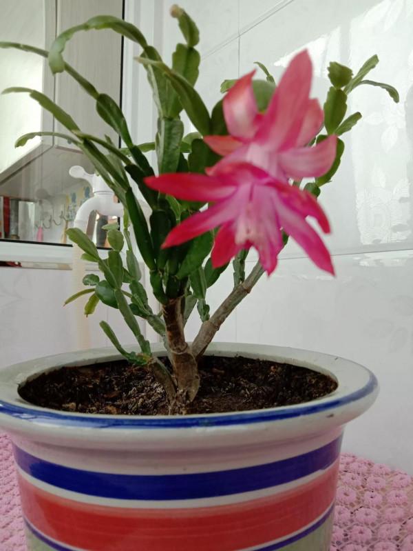 分享一下我養的花