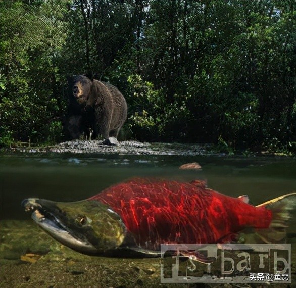 美國釣魚網sniper:我和飛蠅釣的緣分2 美國釣魚網sniper:我和飛蠅釣的緣分2