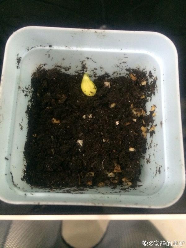 陽臺西瓜咋不甜?5個細節需要注意,西瓜甘甜汁也多 陽臺西瓜咋不甜?5個細節需要注意,西瓜甘甜汁也多