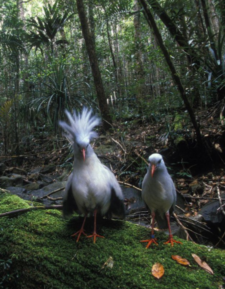 兩種美麗而特殊的鳥類：鷺鶴和蘇門答臘地鵑，是&OpenCurlyDoubleQuote;特化&rdquo;的受害者
