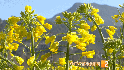 美！金燦燦一大片！油菜花海已上線