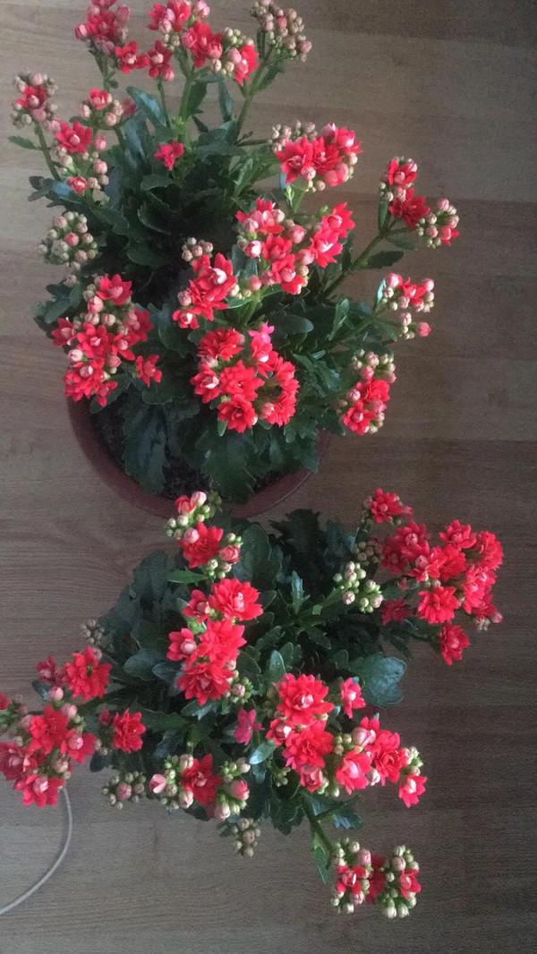 在這裡留住你綻放的花朵