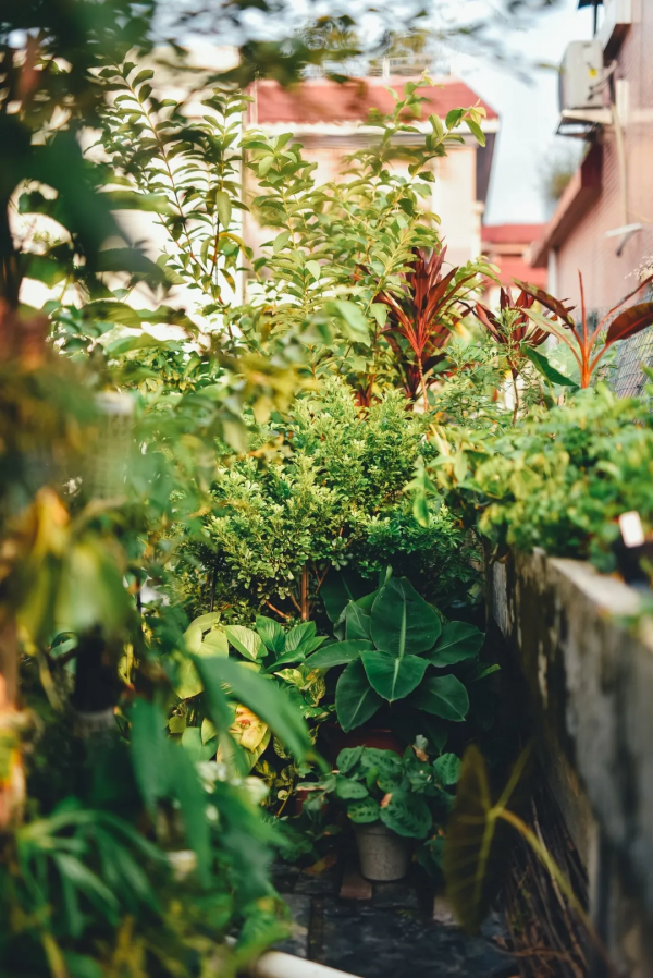 沒有花園怎麼種花？從東北到廣東，4位大神在室內種出植物園