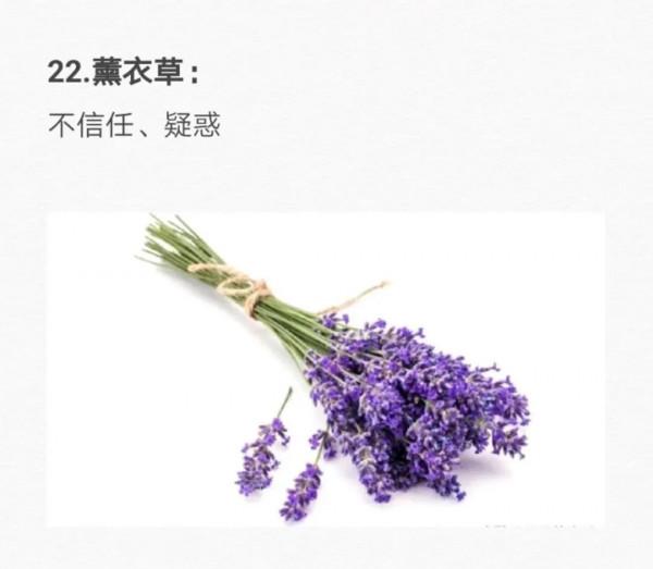 50種花的&OpenCurlyDoubleQuote;花語&rdquo;你知道那些？&lpar;二）「建議轉發收藏」