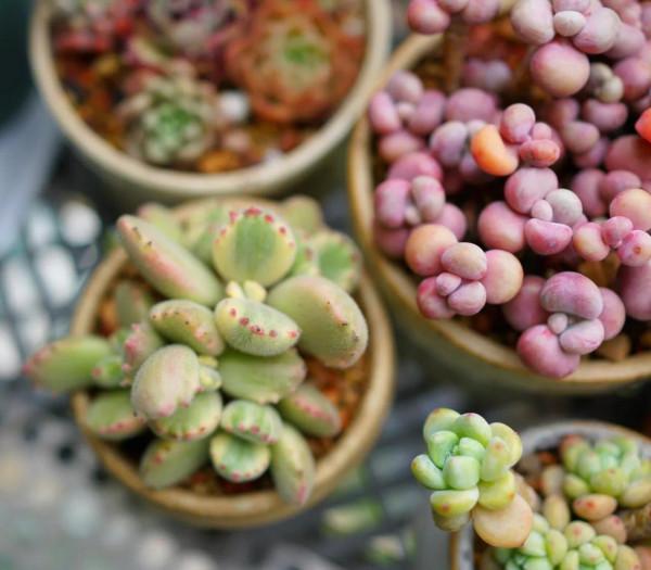 一個植物愛好者的深秋～多肉篇