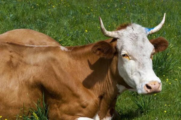 莫言:人一旦失去制約,必定變得虛偽又醜陋,繼而胡作非為 莫言:人一旦失去制約,必定變得虛偽又醜陋,繼而胡作非為