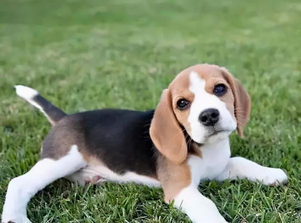 有著大耳朵的比格犬，原來可以這麼可愛