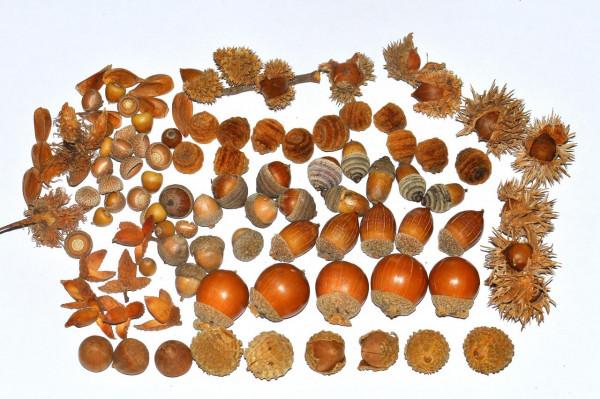 奇妙的橡子家族