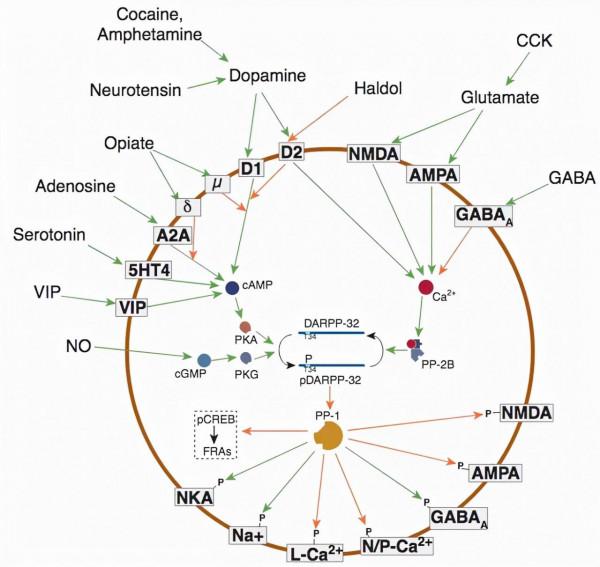 重磅長文｜千禧年諾獎得主Paul Greengard與神經訊號傳遞（三）