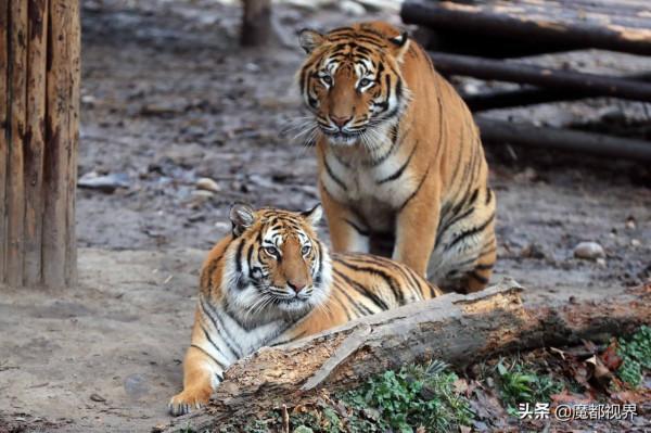 虎頭虎腦 虎虎生威 這波老虎表情包值得擁有