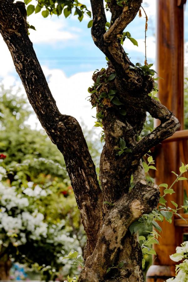 為什麼粵龍山被稱為三角梅王國？