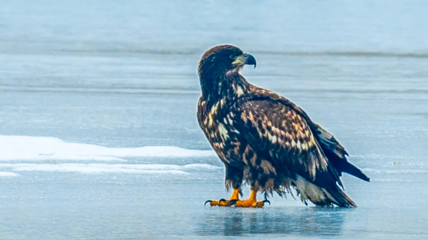 山西鳥類圖鑑 | 白尾海雕