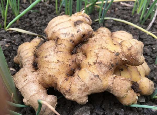 寒邪犯肺引起的咳嗽、鼻塞、頭痛，用對這3種中藥，或可緩解症狀