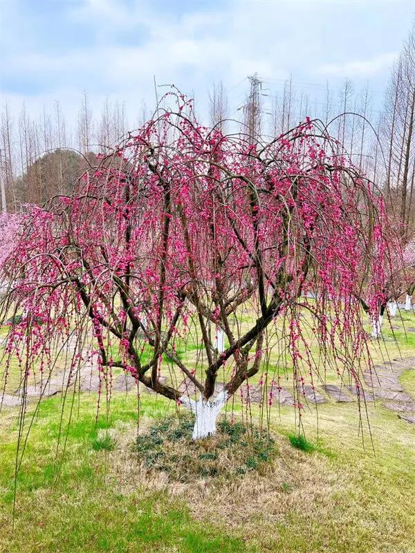 「問花村」暗香湧動！千畝梅花盛開啦