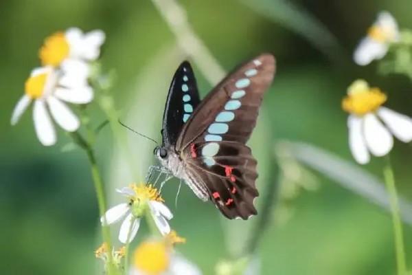初一的娘娘，十五的官是真的嗎？