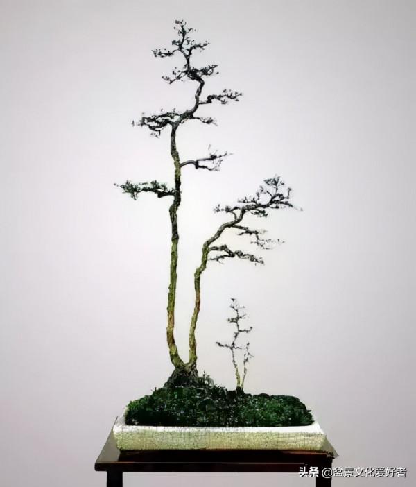 簡到極致盆景，卻蘊涵著美