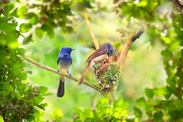 青黃兩種鳥，都是山間的精靈，誰更符合你的審美觀？