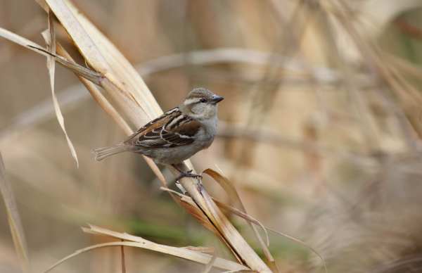 東江攬勝：天天相見不相識，國內五種常見麻雀你能分清嗎？