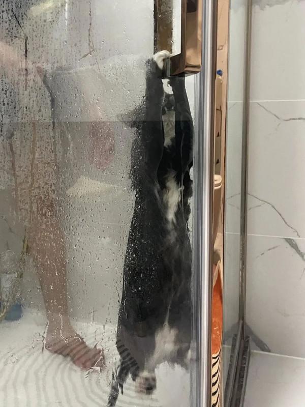 《養貓那些事兒》，笑不活了家人們