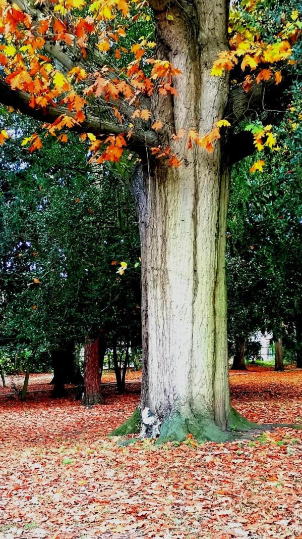 可愛的白色小精靈