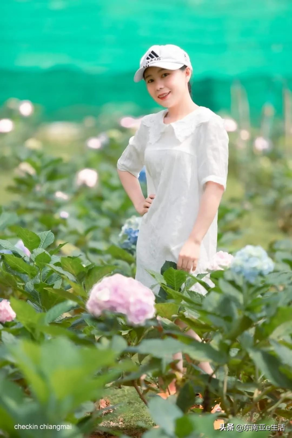 涼季來了！今年清邁有哪些唯美浪漫的花田？