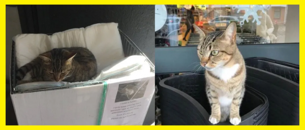 ​貓咪喜歡去超市閒逛，常被誤以為是流浪貓，路人的反應太暖心