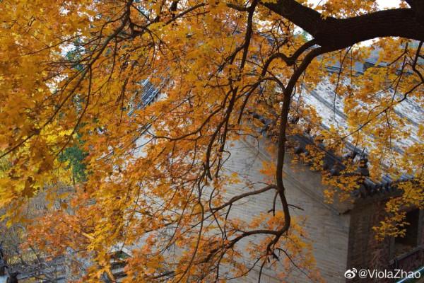 京郊藏了一條絕美國道，承包了京城最美秋色，秋意正濃，如詩如畫