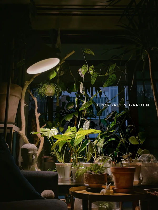 沒有花園怎麼種花？從東北到廣東，4位大神在室內種出植物園