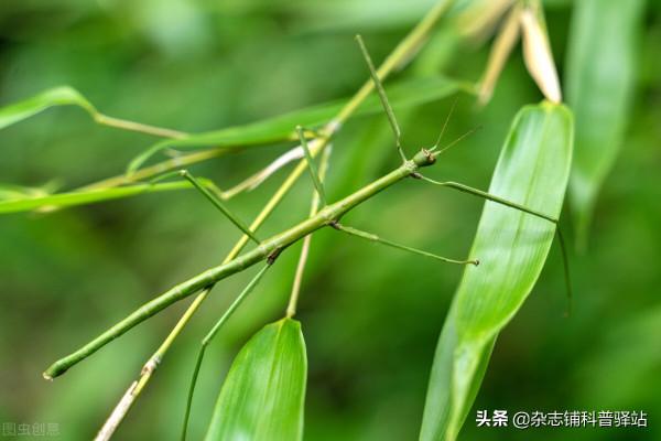 這些炫酷的動物你知道嗎