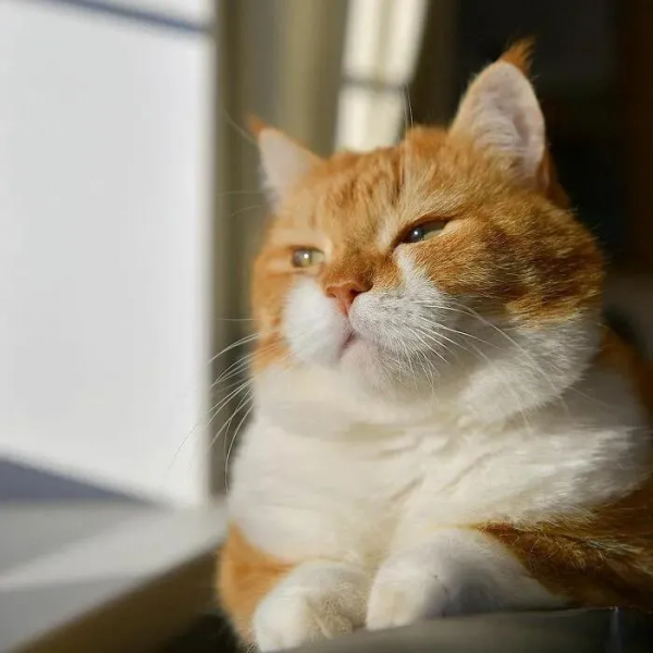 俄羅斯的胖橘，從流浪到人生贏家~逆襲喵生開始