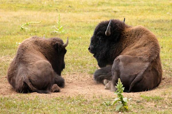 體重可達1000公斤!1941年被宣佈滅絕的北美森林野牛,已超2000頭 體重可達1000公斤!1941年被宣佈滅絕的北美森林野牛,已超2000頭