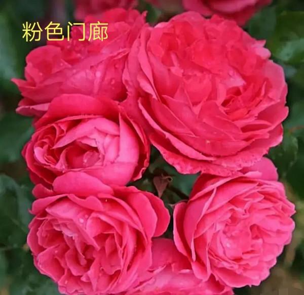 花量巨大的“門廊”系列月季品種
