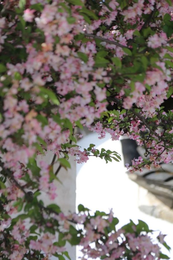 春來無事只為花忙，去麗江古城賞一城花事