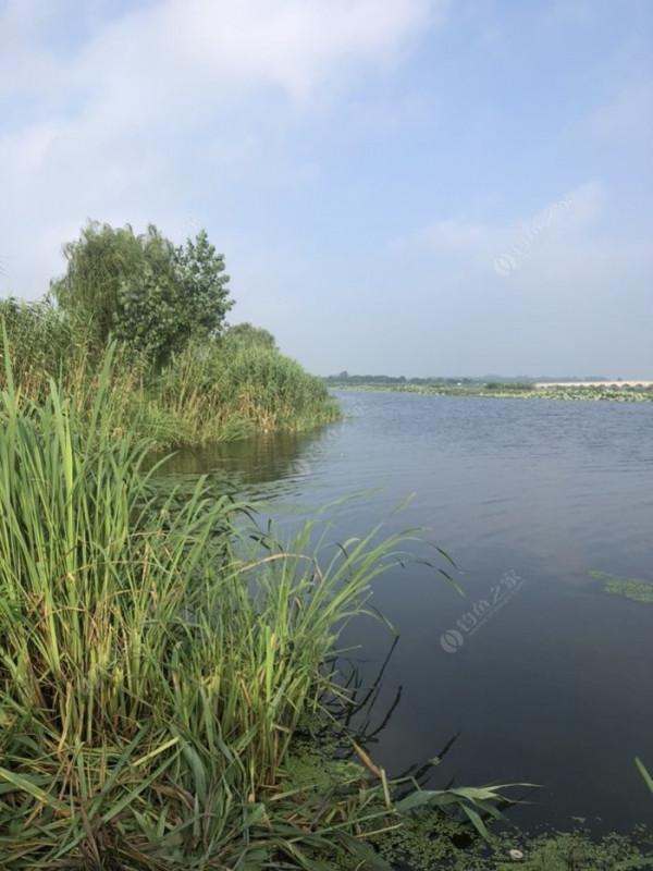 2021垂釣日誌之48，白馬湖高溫揮汗提鯽忙