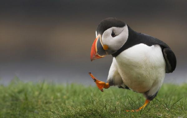 「遊戲內外」日本艦娘賽高,紅警3單位原型(帝國機艦篇) 「遊戲內外」日本艦娘賽高,紅警3單位原型(帝國機艦篇)