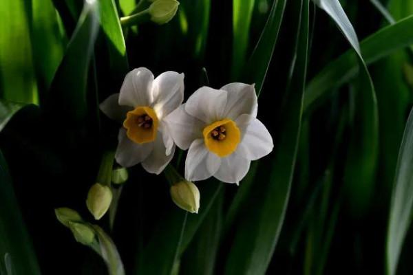 水仙花 大全 請欣賞 美極了