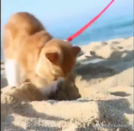 當貓咪來到沙灘時，畫風突變