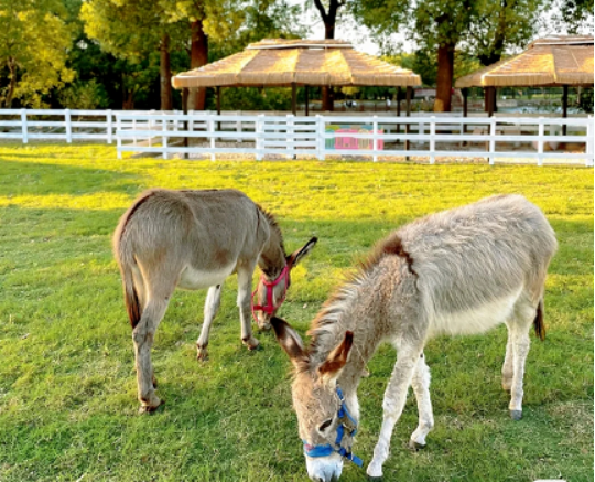 農莊萌寵樂園，如何經營？6種類型，3個經營要點