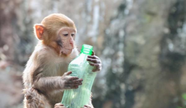 都是貪慾惹的禍