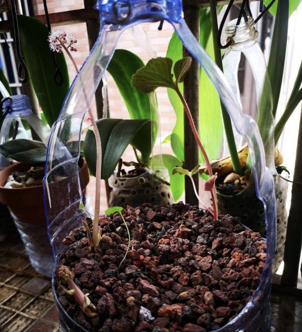 塑膠瓶剪幾刀，做成“垂吊”花盆，養綠蘿、吊蘭太方便了