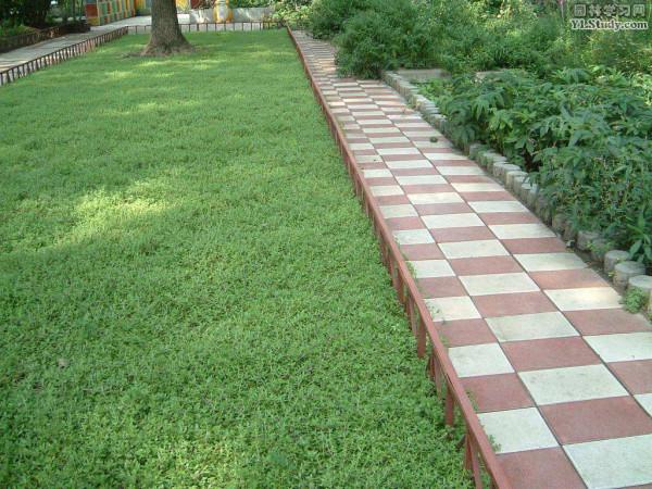 5種適合院子裡種的鋪地植物，種出來比草坪還好看