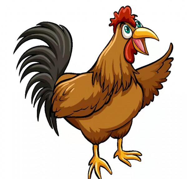 雞養殖中的注意事項及對策