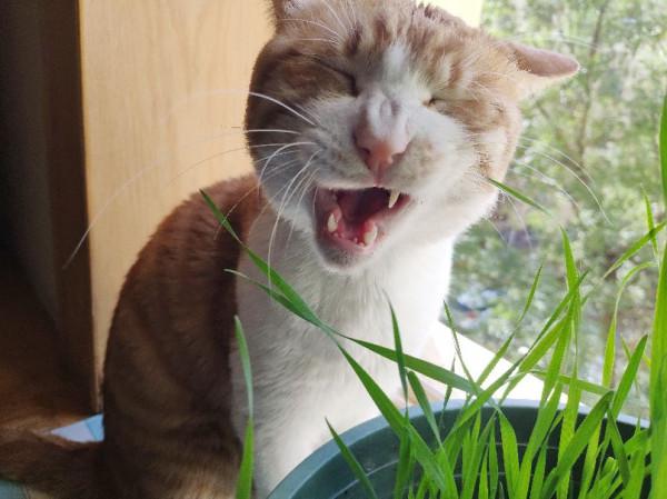 一隻小貓咪的賣家秀和買家秀 一隻小貓咪的賣家秀和買家秀