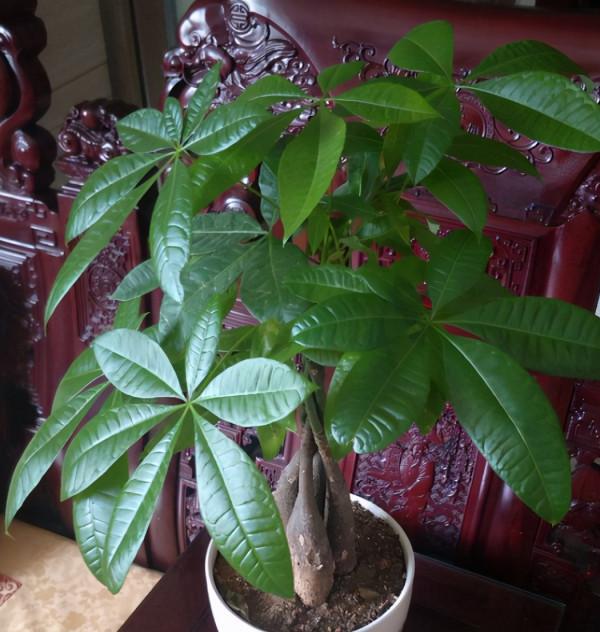 想讓發財樹長得快，做好“一通四足”，葉子大又綠，長得枝繁葉茂