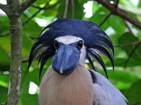 鯨頭鸛不同父異母的親兄弟